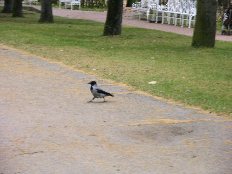 What is this bird?; DISPLAY FULL IMAGE.