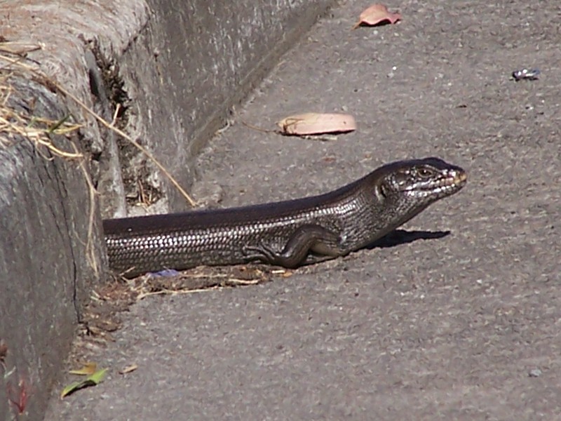 Egernia kingii, common name King's Skink; DISPLAY FULL IMAGE.