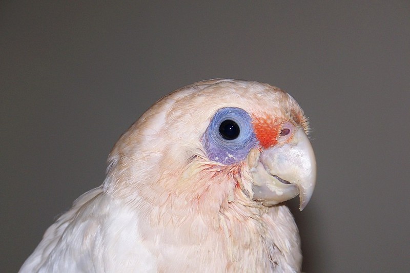 Angus the corella 1; DISPLAY FULL IMAGE.