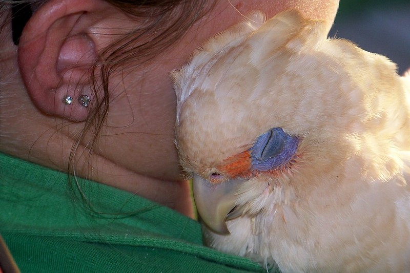 Angus the corella 2; DISPLAY FULL IMAGE.