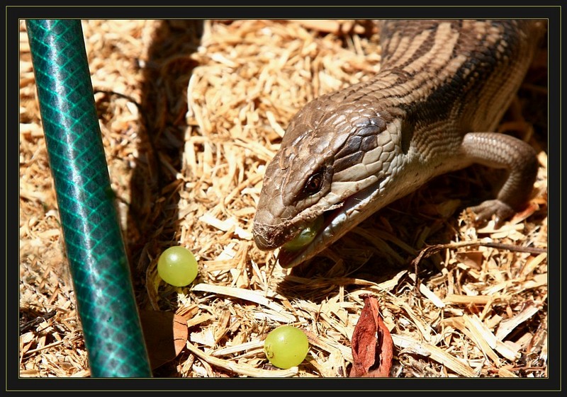 Lizzie does lunch; DISPLAY FULL IMAGE.