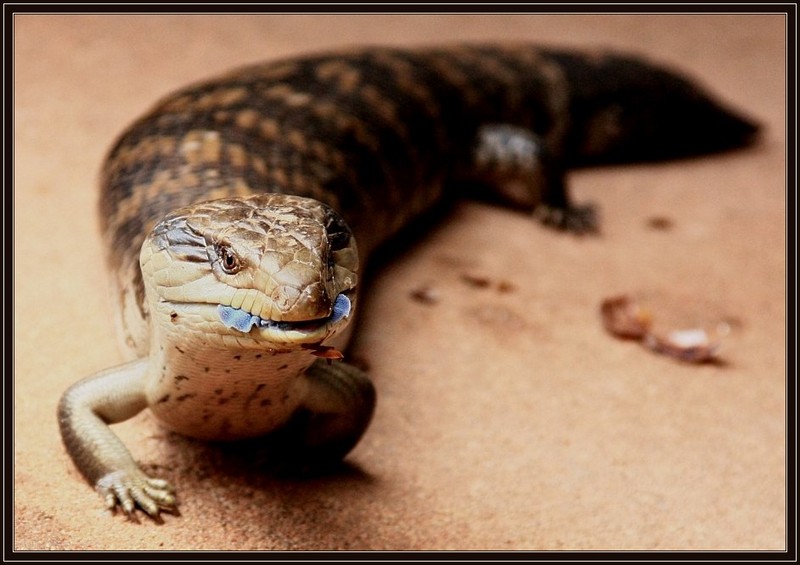 Bluetongue; DISPLAY FULL IMAGE.