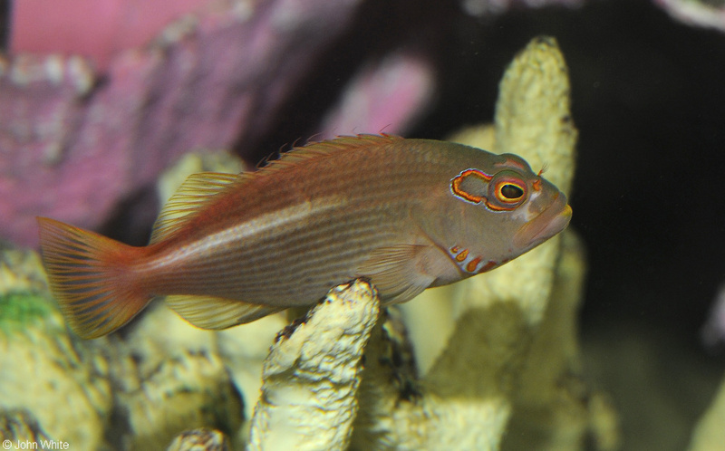 Arc Eye Hawkfish (Paracirrhites arcatus); DISPLAY FULL IMAGE.