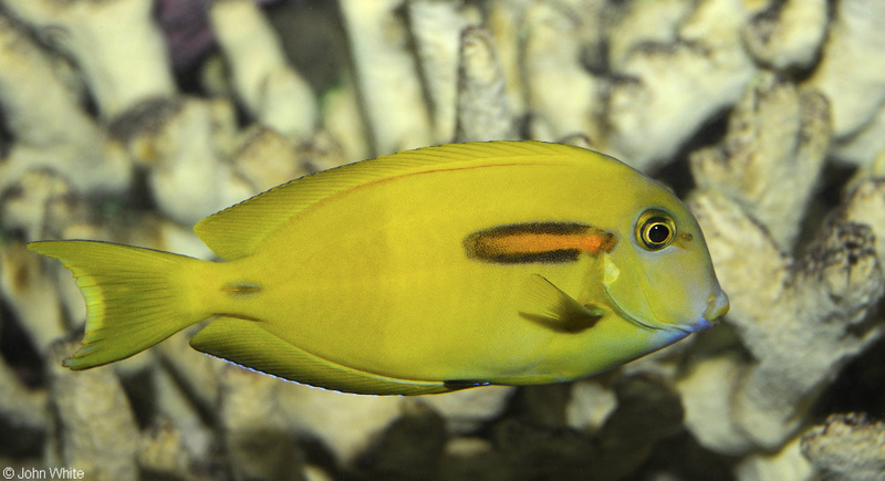 Orangeband Surgeonfish (Acanthurus olivaceus); DISPLAY FULL IMAGE.