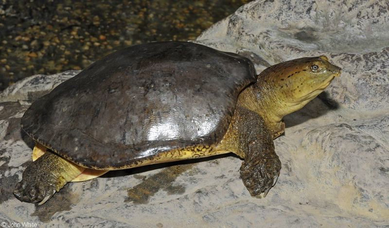 Indian flapshelled Turtle (Lissemys punctata)300; DISPLAY FULL IMAGE.