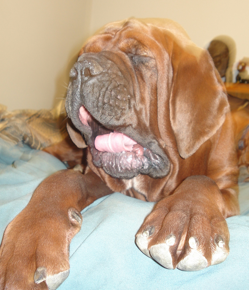 Korean Mastiffs; DISPLAY FULL IMAGE.