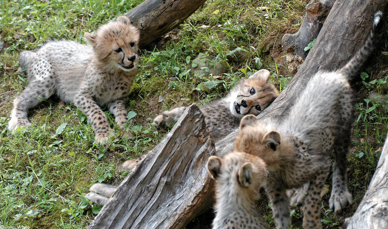 Misc. Cats - Cheetah (Acinonyx jubatus)0002; DISPLAY FULL IMAGE.