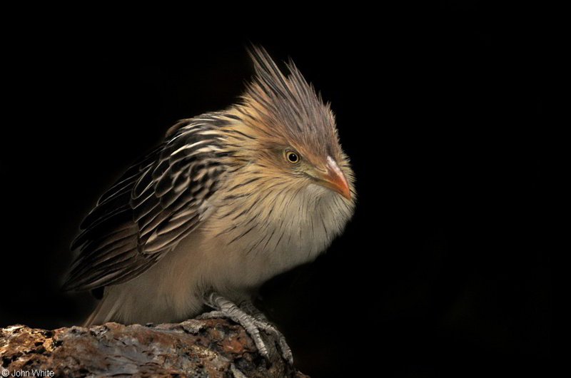Guira Cuckoo (Guira guira)13; DISPLAY FULL IMAGE.