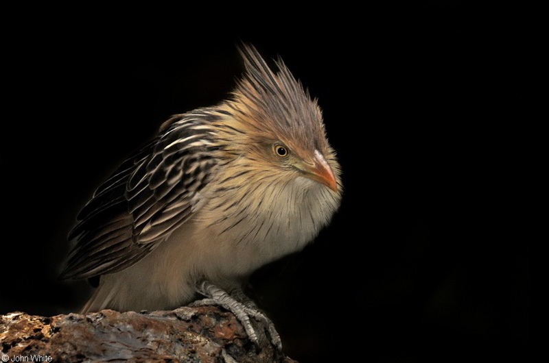 Guira Cuckoo (Guira guira)13; DISPLAY FULL IMAGE.