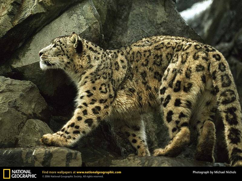 snow leopard; DISPLAY FULL IMAGE.