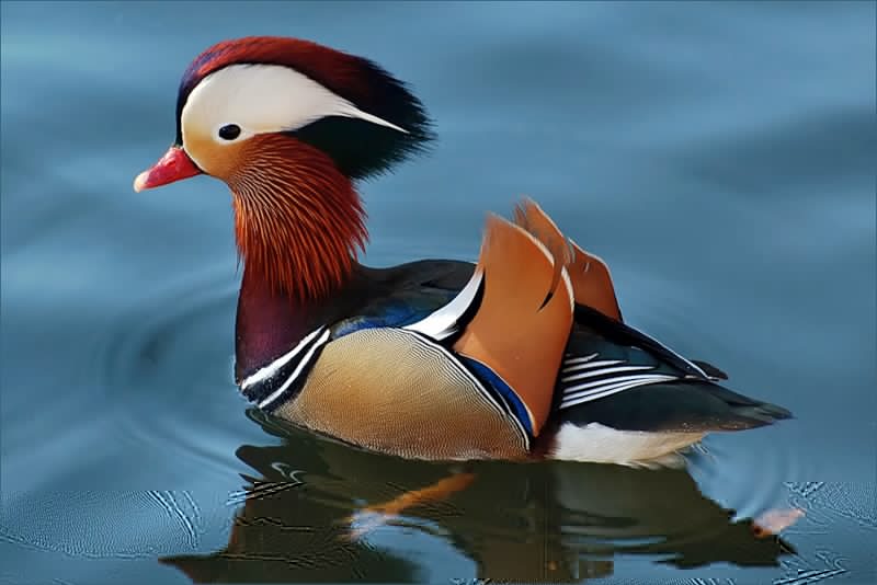mandarin duck; DISPLAY FULL IMAGE.