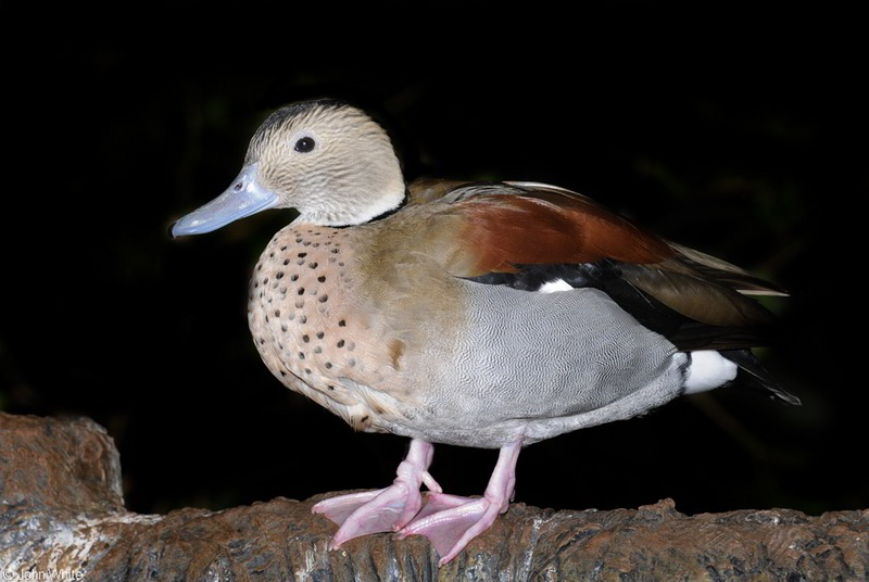 Male Ringed Teal (Callonetta leucophrys); DISPLAY FULL IMAGE.