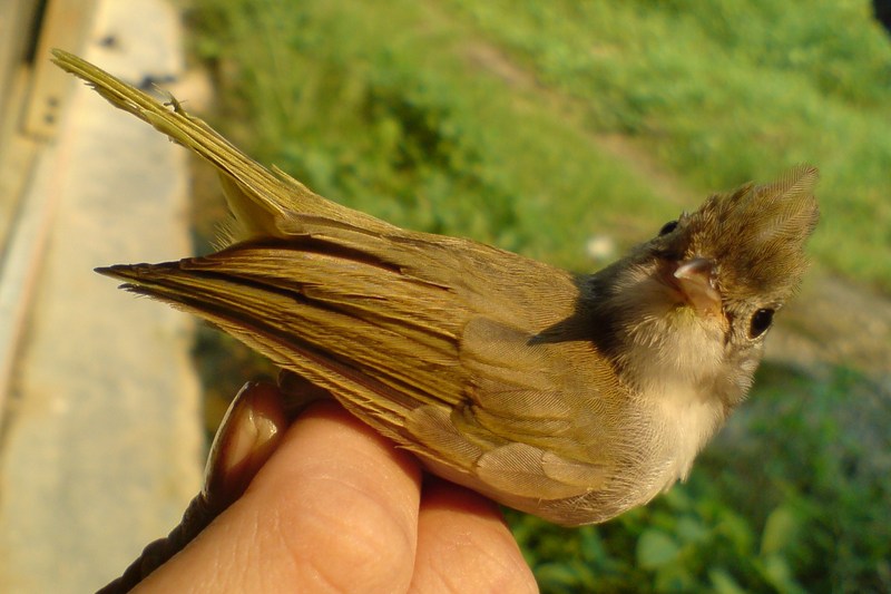 White-bellied Yuhina; DISPLAY FULL IMAGE.