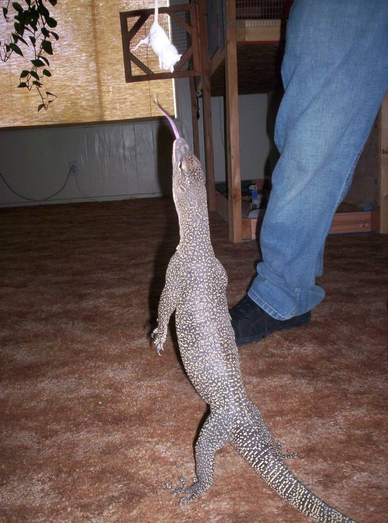 mangrove monitor; DISPLAY FULL IMAGE.