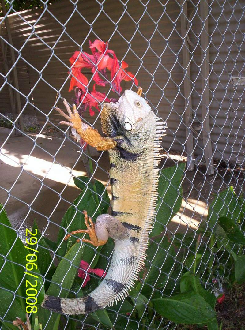 iguana-male; DISPLAY FULL IMAGE.