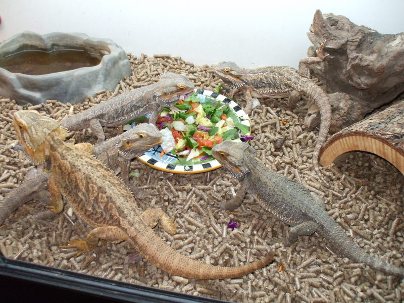 BEARDED DRAGONS BRUNCH; DISPLAY FULL IMAGE.