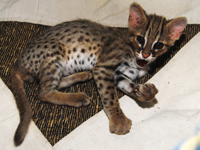 Felis (Prionailurus) bengalensis javanesis; DISPLAY FULL IMAGE.