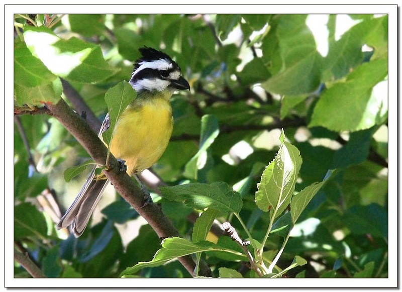 crested shrike-tit; DISPLAY FULL IMAGE.