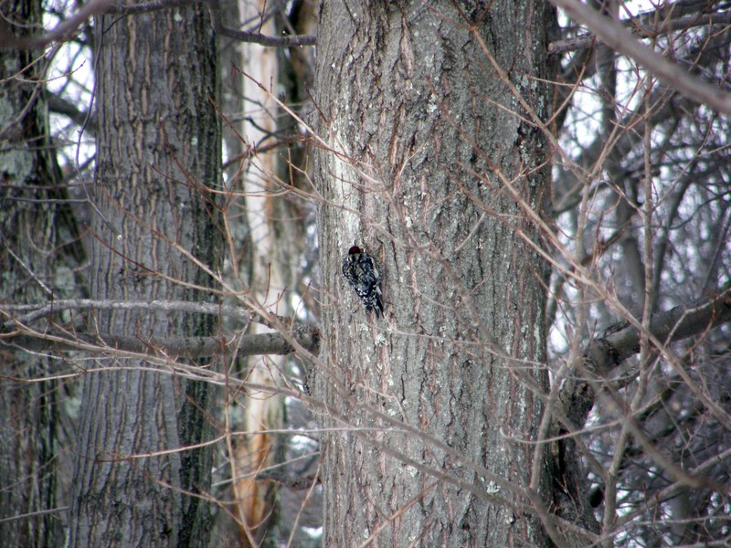 What Type of Woodpecker is this?; DISPLAY FULL IMAGE.