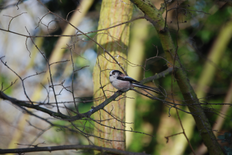 Long Tailed-Tit; DISPLAY FULL IMAGE.