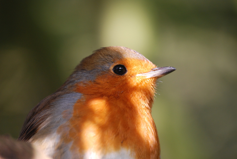 Robin; DISPLAY FULL IMAGE.