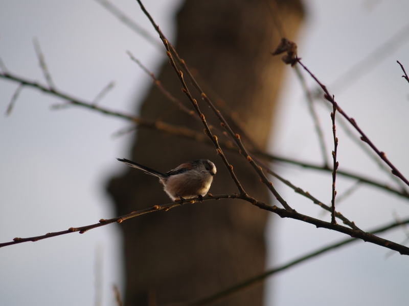 Long Tailed-Tit; DISPLAY FULL IMAGE.
