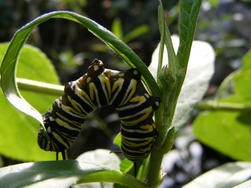 Caterpillar; DISPLAY FULL IMAGE.