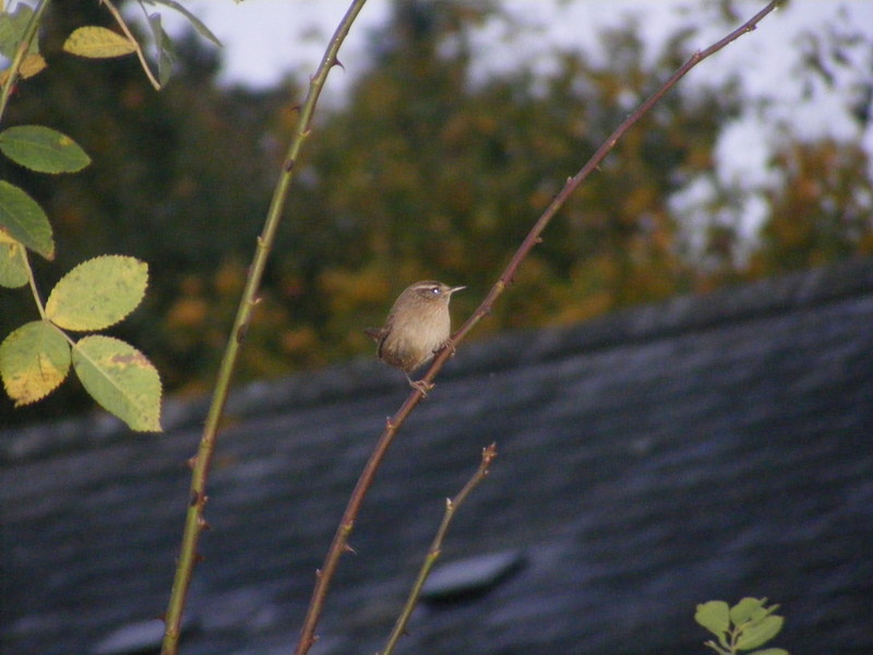 Wren; DISPLAY FULL IMAGE.