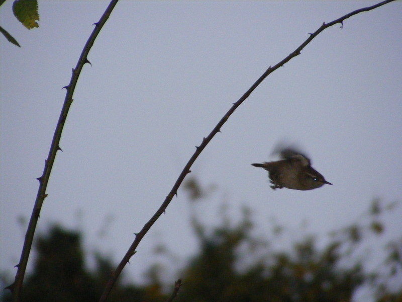 Wren; DISPLAY FULL IMAGE.