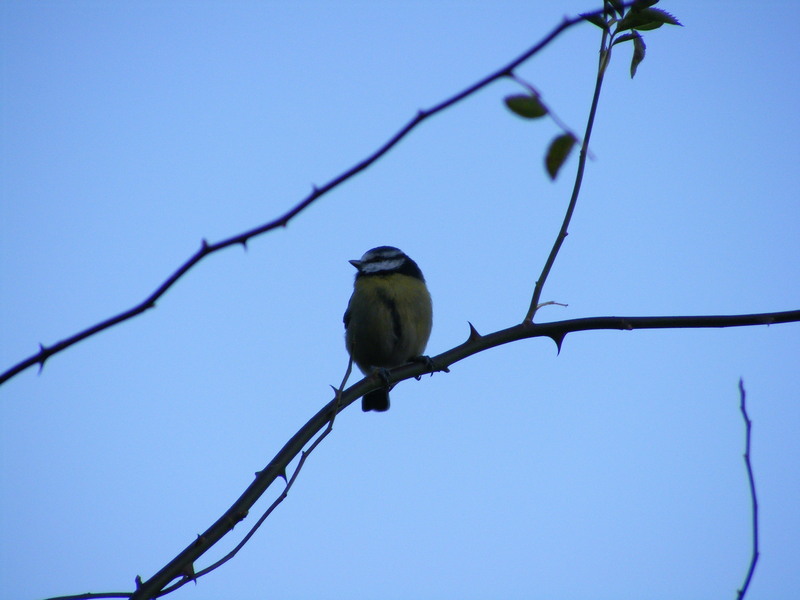 Blue Tit; DISPLAY FULL IMAGE.
