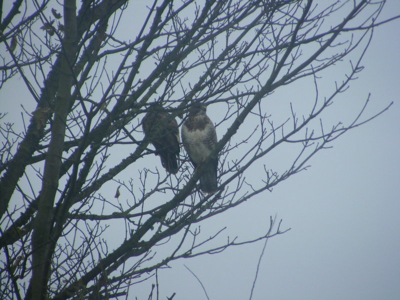 Buzzards; DISPLAY FULL IMAGE.