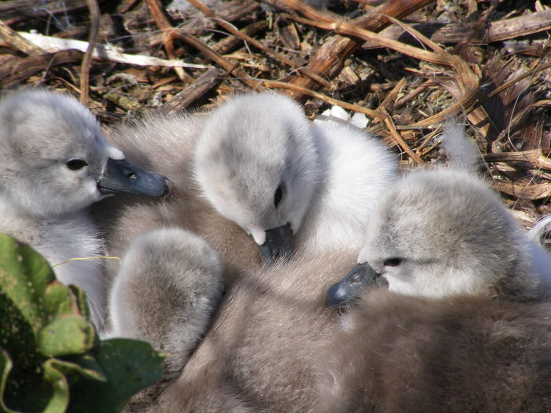 Cygnets; DISPLAY FULL IMAGE.