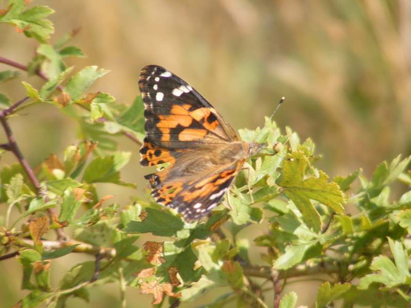 Painted Lady Butterfly; DISPLAY FULL IMAGE.