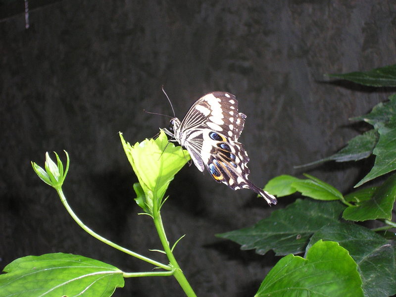 Swallowtail Butterfly; DISPLAY FULL IMAGE.
