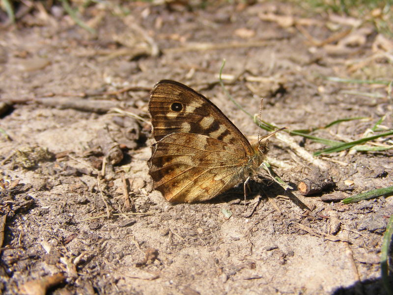 Speckled Wood Butterfly; DISPLAY FULL IMAGE.