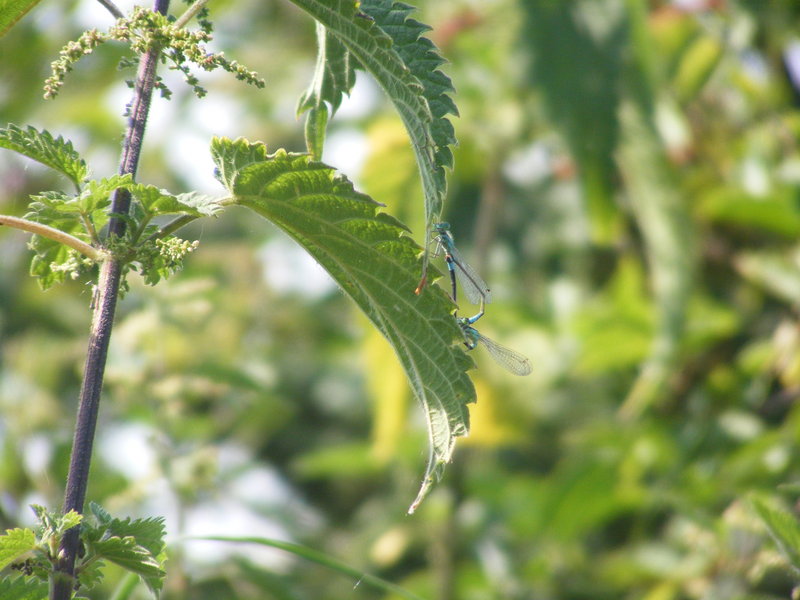 Mating Dragonflies; DISPLAY FULL IMAGE.