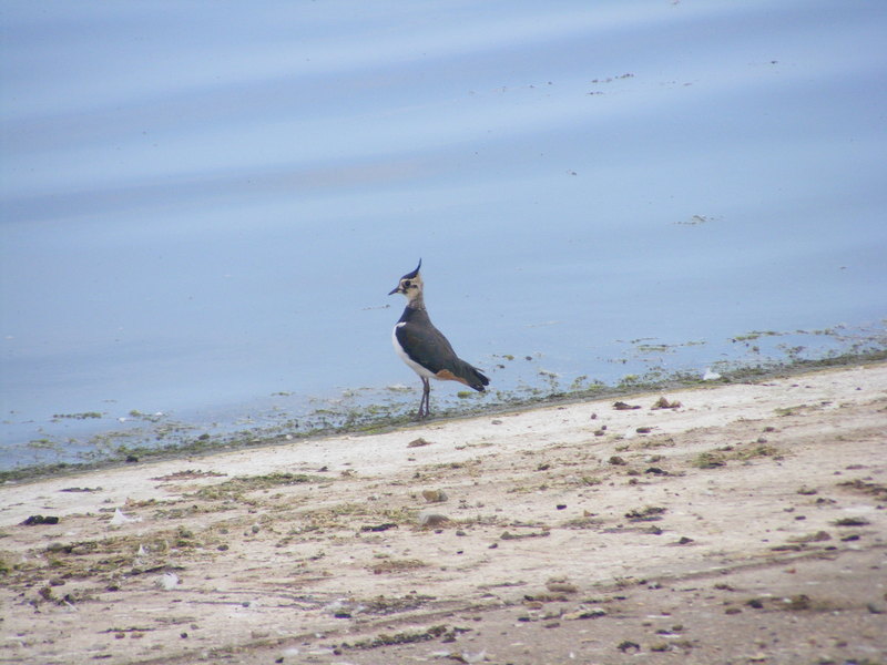 Lapwing; DISPLAY FULL IMAGE.