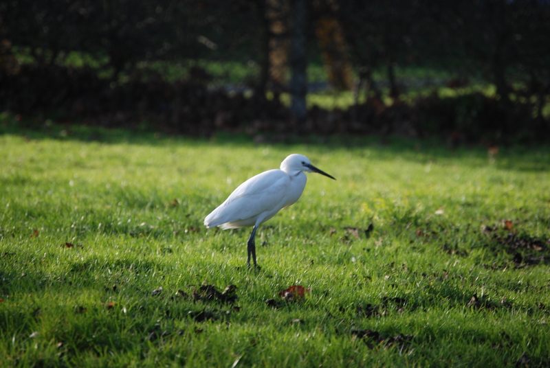 Little Egret - Egretta garzetta; DISPLAY FULL IMAGE.