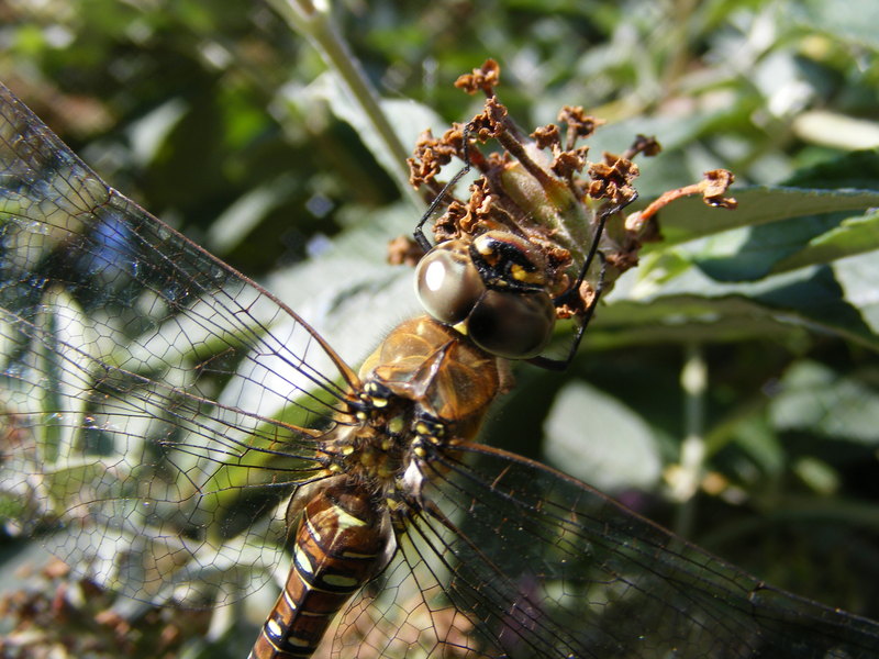 Dragonfly; DISPLAY FULL IMAGE.