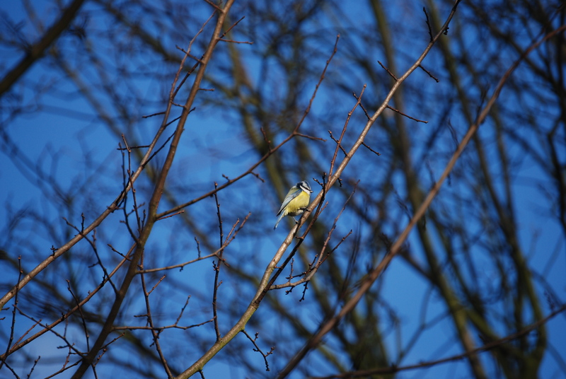 Blue Tit; DISPLAY FULL IMAGE.