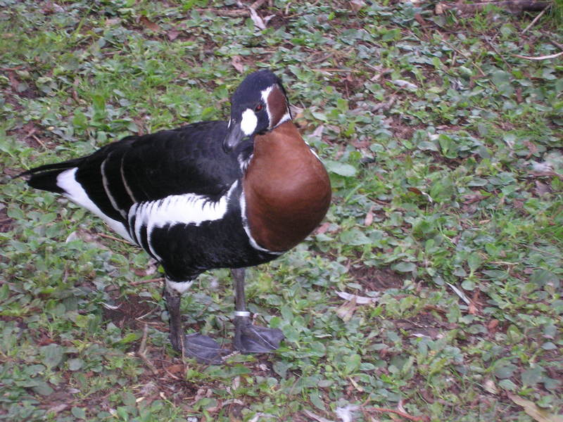 Red-Brested Goose; DISPLAY FULL IMAGE.