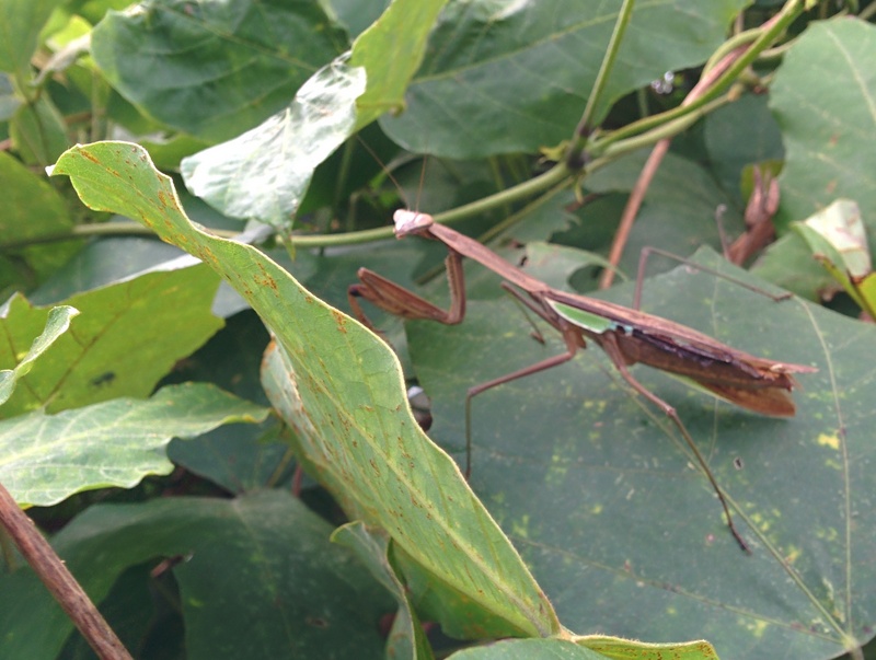 Chinese Mantis (Tenodera sinensis) / 왕사마귀 (Korean); DISPLAY FULL IMAGE.