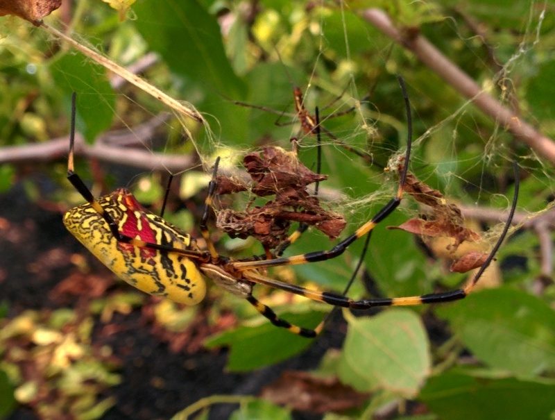 Jorō Spider (Nephila clavata) / Korean: 무당거미; DISPLAY FULL IMAGE.