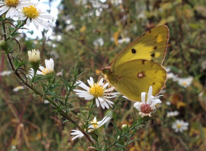 Pale Clouded Yellow (Colias erate) / Korean: 노랑나비; DISPLAY FULL IMAGE.