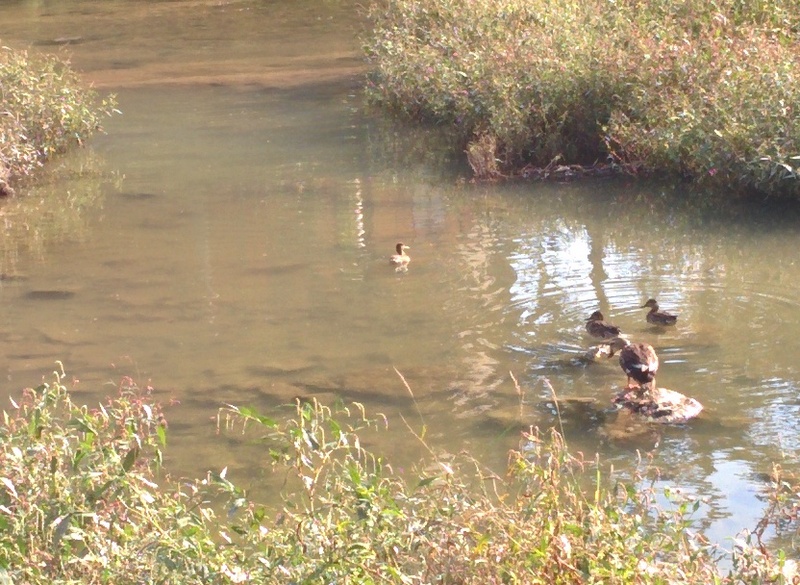 Early arrived Eurasian Teals (Anas crecca) / Korean: 쇠오리; DISPLAY FULL IMAGE.