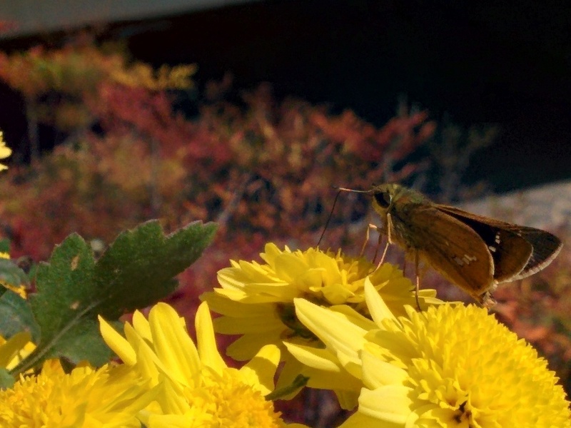 Common Straight Swift (Parnara guttata) / Korean: 줄점팔랑나비; DISPLAY FULL IMAGE.