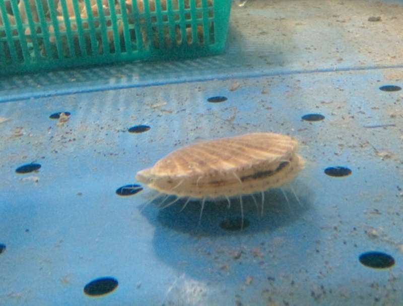 shell - Yesso scallop - Patinopecten yessoensis; DISPLAY FULL IMAGE.