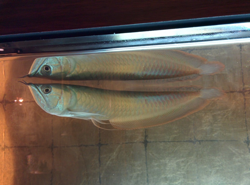 Arrowana -> silver arowana (Osteoglossum bicirrhosum); DISPLAY FULL IMAGE.