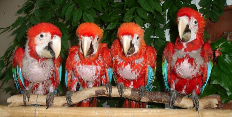 Healthy Parrots and fertile parrot eggs for Sale; DISPLAY FULL IMAGE.