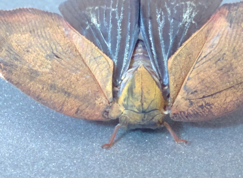 Ricaniid Planthopper (Ricania sp., Ricaniidae); DISPLAY FULL IMAGE.